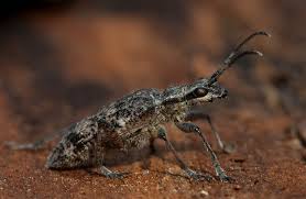 Attēlu rezultāti vaicājumam “Rhagium inquisitor”