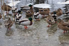 Attēlu rezultāti vaicājumam “Anas platyrhynchos eggs”