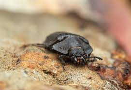 Attēlu rezultāti vaicājumam “Peltis grossa”