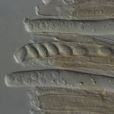 Attēlu rezultāti vaicājumam “Peziza ammophila”