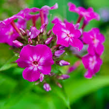 Attēlu rezultāti vaicājumam “Phlox paniculata”