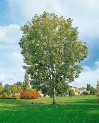 Attēlu rezultāti vaicājumam “Populus x berolinensis”