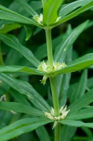 Attēlu rezultāti vaicājumam “Polygonatum verticillatum”