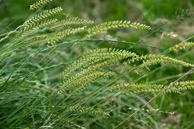Attēlu rezultāti vaicājumam “Cynosurus cristatus fruit”