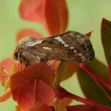 Attēlu rezultāti vaicājumam “Hepialus lupulinus”