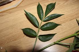 Attēlu rezultāti vaicājumam “Sambucus nigra leaf”
