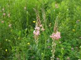 Image result for Onobrychis viciifolia