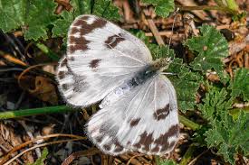Attēlu rezultāti vaicājumam “Pontia edusa underside”