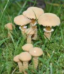 Attēlu rezultāti vaicājumam “Cystoderma amianthinum”