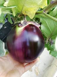Afbeeldingsresultaat voor melanzana prosperosa eggplant