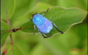 Attēlu rezultāti vaicājumam “Hoplia graminicola”