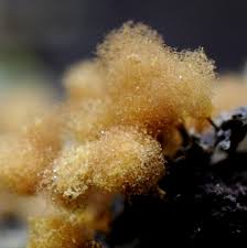 Attēlu rezultāti vaicājumam “Hemitrichia calyculata stalked”