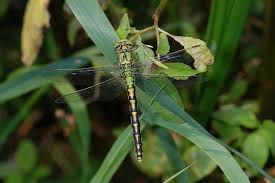 Attēlu rezultāti vaicājumam “Ophiogomphus cecilia”