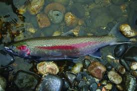 Image result for Oncorhynchus mykiss