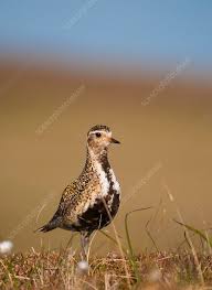 Attēlu rezultāti vaicājumam “Pluvialis apricaria adult”