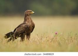Attēlu rezultāti vaicājumam “Aquila pomarina”