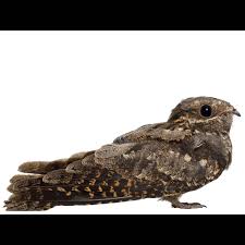 Attēlu rezultāti vaicājumam “Caprimulgus europaeus nest”