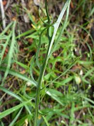 Attēlu rezultāti vaicājumam “Crepis biennis leaf”