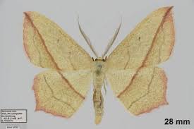 Attēlu rezultāti vaicājumam “Timandra comae”