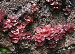 Attēlu rezultāti vaicājumam “Ascocoryne sarcoides”