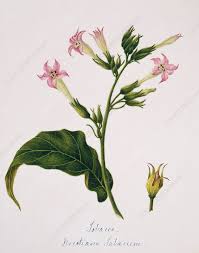Attēlu rezultāti vaicājumam “Nicotiana tabacum flower”