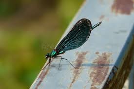 Attēlu rezultāti vaicājumam “Calopteryx virgo male”
