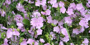 Image result for Malva moschata