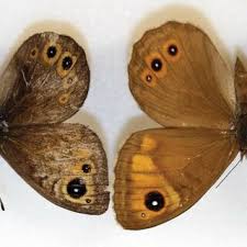 Attēlu rezultāti vaicājumam “Lasiommata petropolitana”