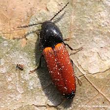 Attēlu rezultāti vaicājumam “Ampedus pomorum”