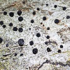 Attēlu rezultāti vaicājumam “Calicium adspersum”