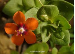 Image result for Anagallis arvensis