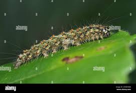 Attēlu rezultāti vaicājumam “Atolmis rubricollis”