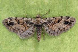 Attēlu rezultāti vaicājumam “Eupithecia sinuosaria”