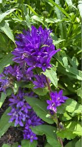 Attēlu rezultāti vaicājumam “Campanula glomerata leaf”