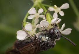 Attēlu rezultāti vaicājumam “Arge ustulata”