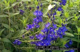 Attēlu rezultāti vaicājumam “Veronica austriaca subsp. teucrium”