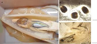 Attēlu rezultāti vaicājumam “Enteridium liceoides macro”