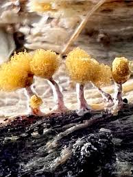 Attēlu rezultāti vaicājumam “Hemitrichia calyculata stalked”