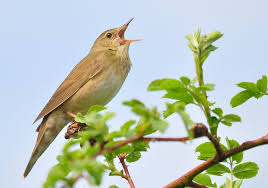 Image result for Locustella fluviatilis