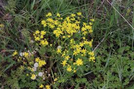 Attēlu rezultāti vaicājumam “Senecio vernalis leaf”