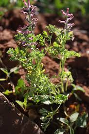 Image result for Fumaria officinalis