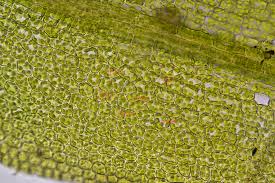 Attēlu rezultāti vaicājumam “Tortula truncata sporophyte”