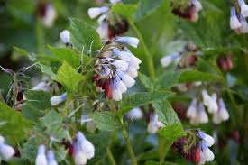 Attēlu rezultāti vaicājumam “Symphytum grandiflorum”