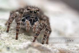 Attēlu rezultāti vaicājumam “Aelurillus v-insignitus”