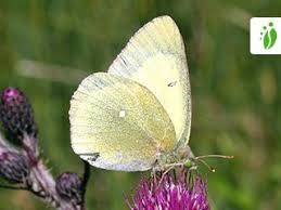 Attēlu rezultāti vaicājumam “Colias palaeno”