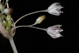 Attēlu rezultāti vaicājumam “Allium oleraceum bud”