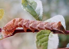 Attēlu rezultāti vaicājumam “Melanchra persicariae larva”