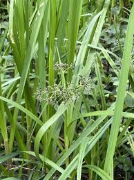 Attēlu rezultāti vaicājumam “Scirpus sylvaticus fruit”