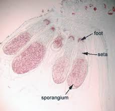 Attēlu rezultāti vaicājumam “Leiocolea rutheana sporophyte”