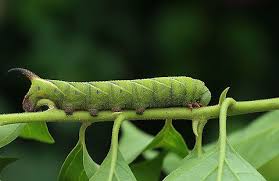 Attēlu rezultāti vaicājumam “Agrius convolvuli”